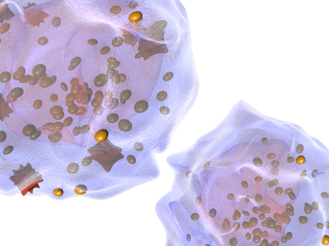 two-metacels
